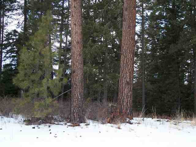4089 Lessig Road Hunters, WA 99137 - Photo 6 of 9