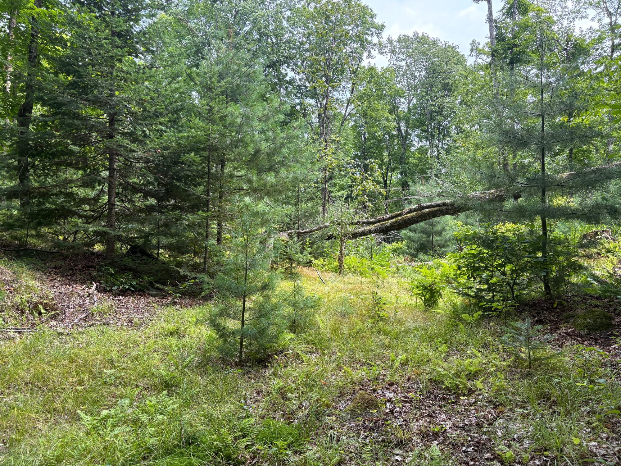 30-acres East Oneida Lane Rhinelander, WI 54501 - Photo 5 of 21 Gallery Image 5