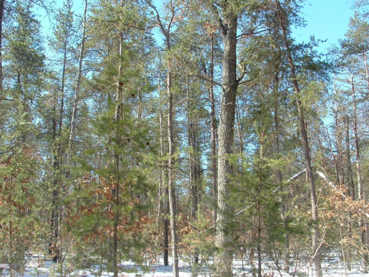 11199 North Forman Road Irons, MI 49644 - Photo 20 of 20 DSCF0093