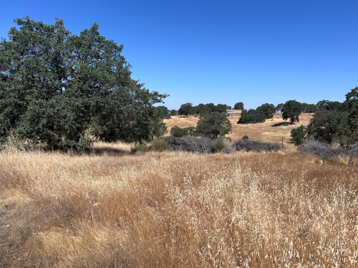 a view of a dry yard