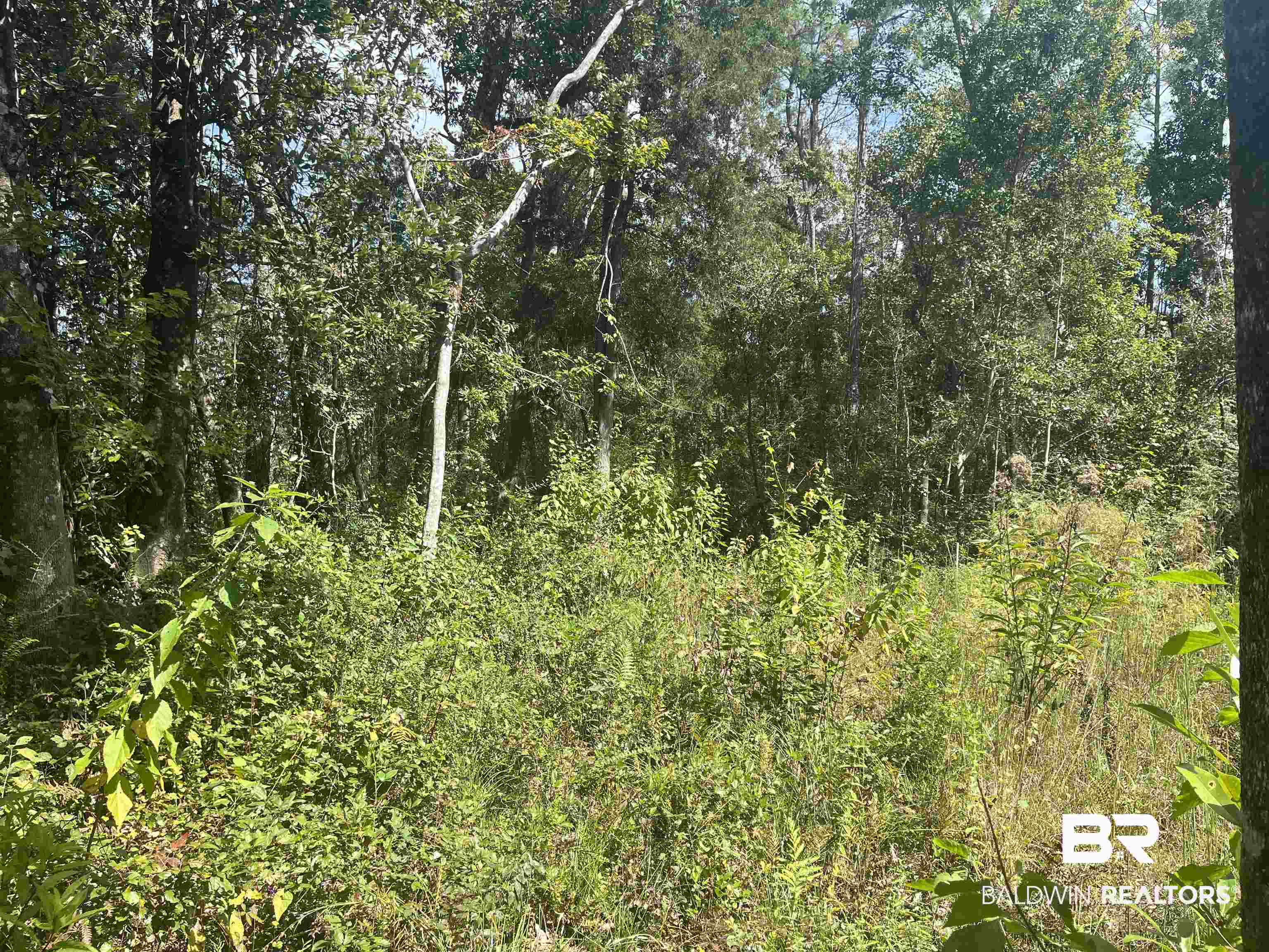 24875 Miflin Road Elberta, AL 36530 - Photo 3 of 5 Wooded Area