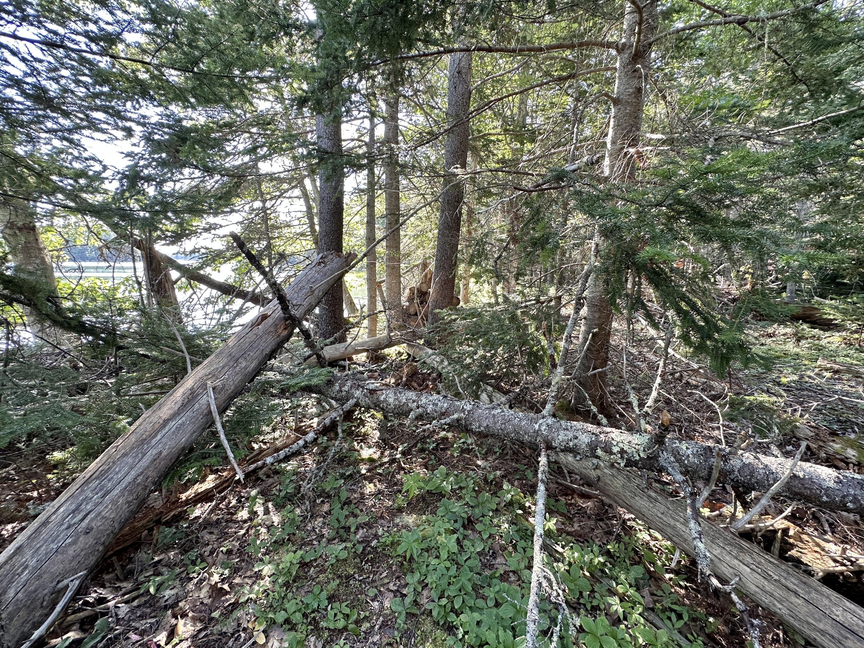 31 Fay Road Spruce Head, ME 04859 - Photo 61 of 77 Fallen Trees Near Shore