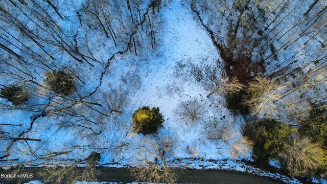 a street view with tall trees