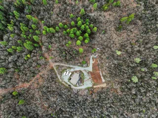a view of a tree with a plant