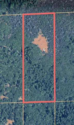 a bird view of a forest