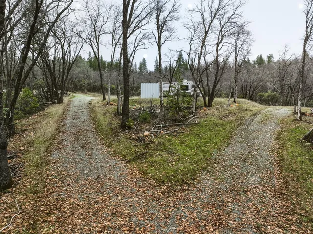 a view of a yard with plants and trees