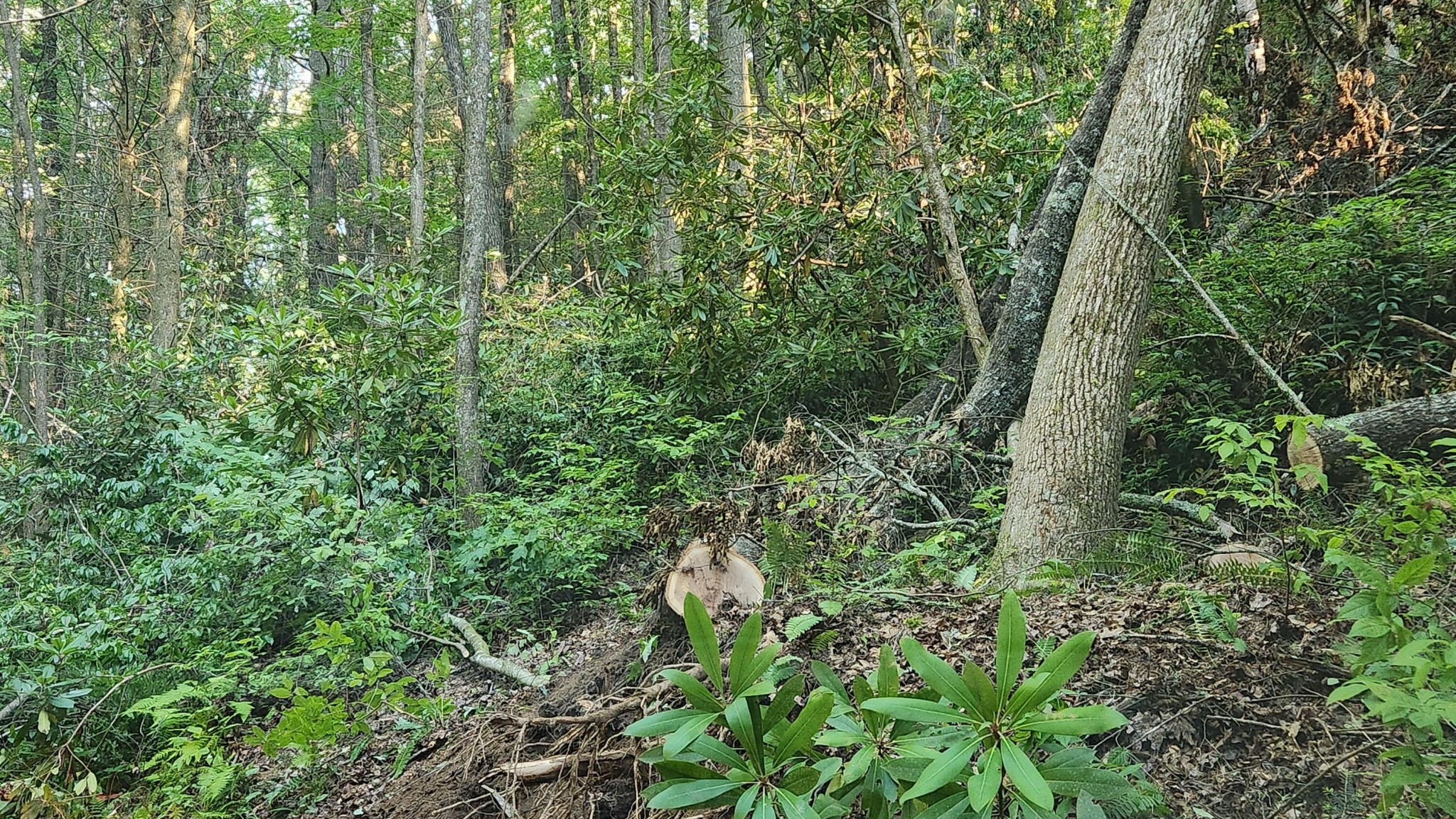 0 Tumbling Creek Road Copperhill, TN 37317 - Photo 24 of 62