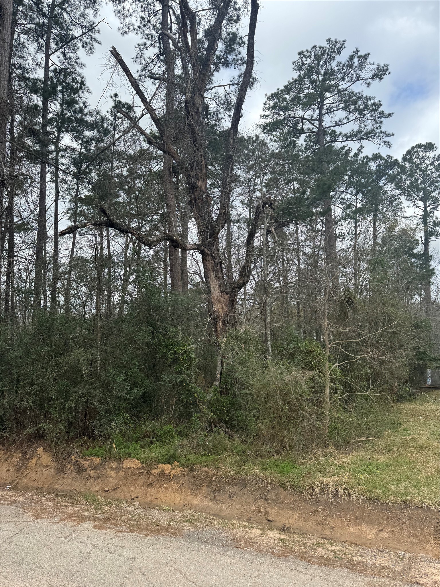 14871 Fannin Road Willis, TX 77378 - Photo 1 of 4 a view of a forest with trees in front of it