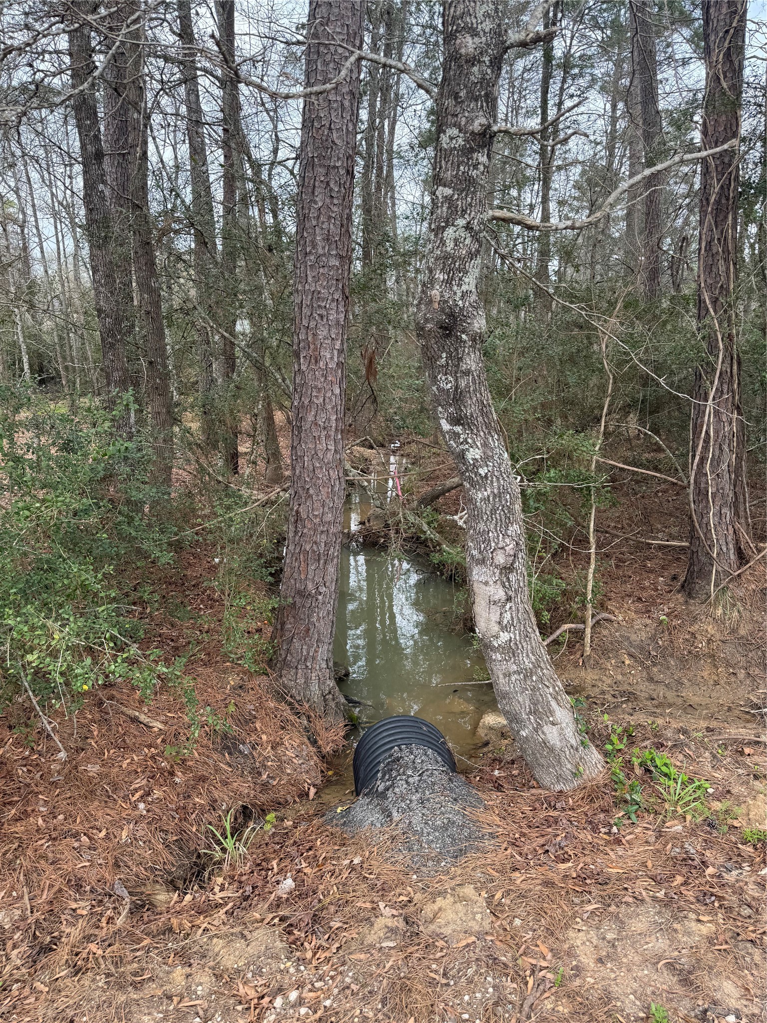14871 Fannin Road Willis, TX 77378 - Photo 2 of 4 a backyard of a house with lots of green space