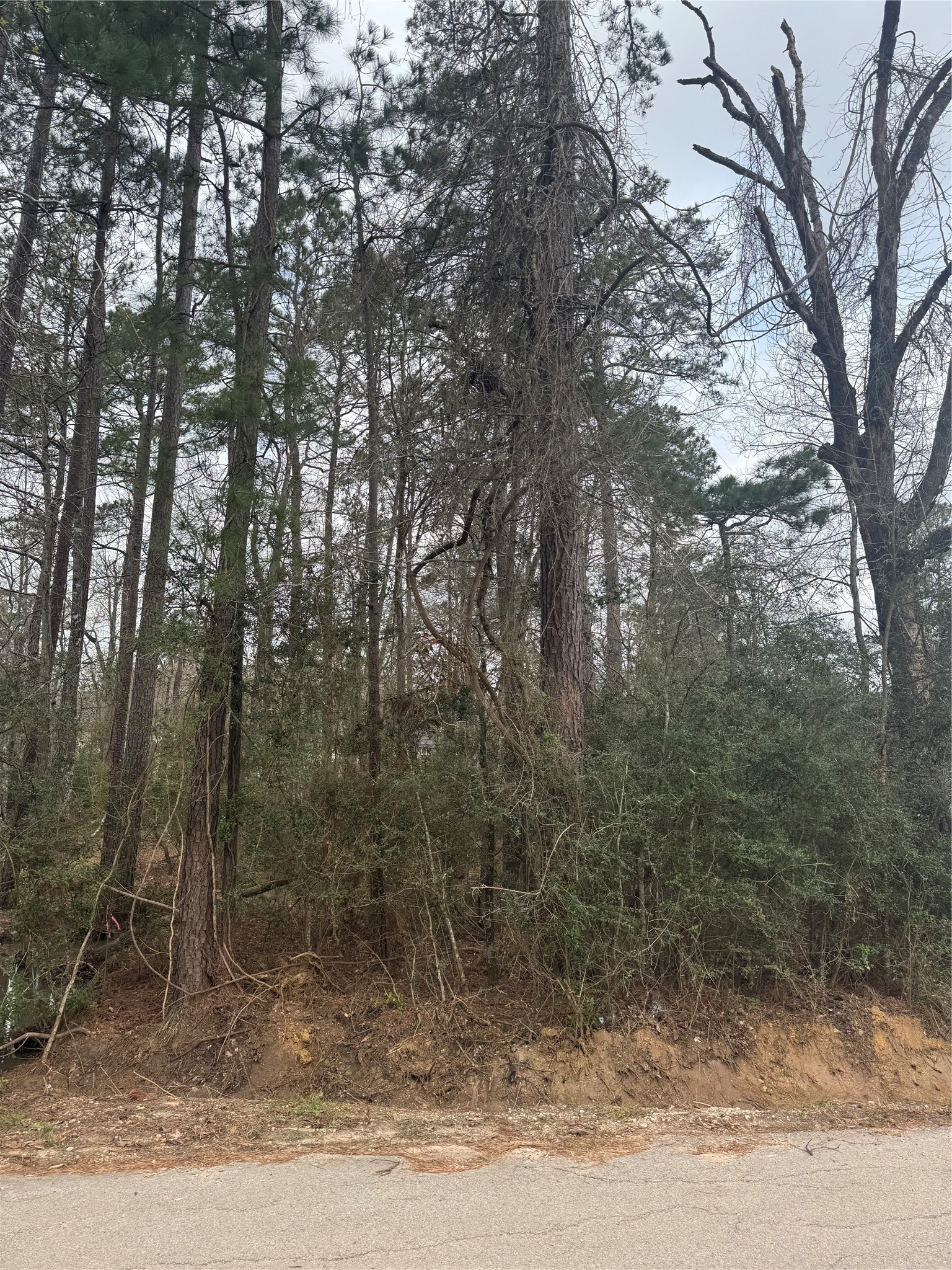 14871 Fannin Road Willis, TX 77378 - Photo 3 of 4 a view of a forest