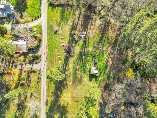 a close up of a tree in a garden