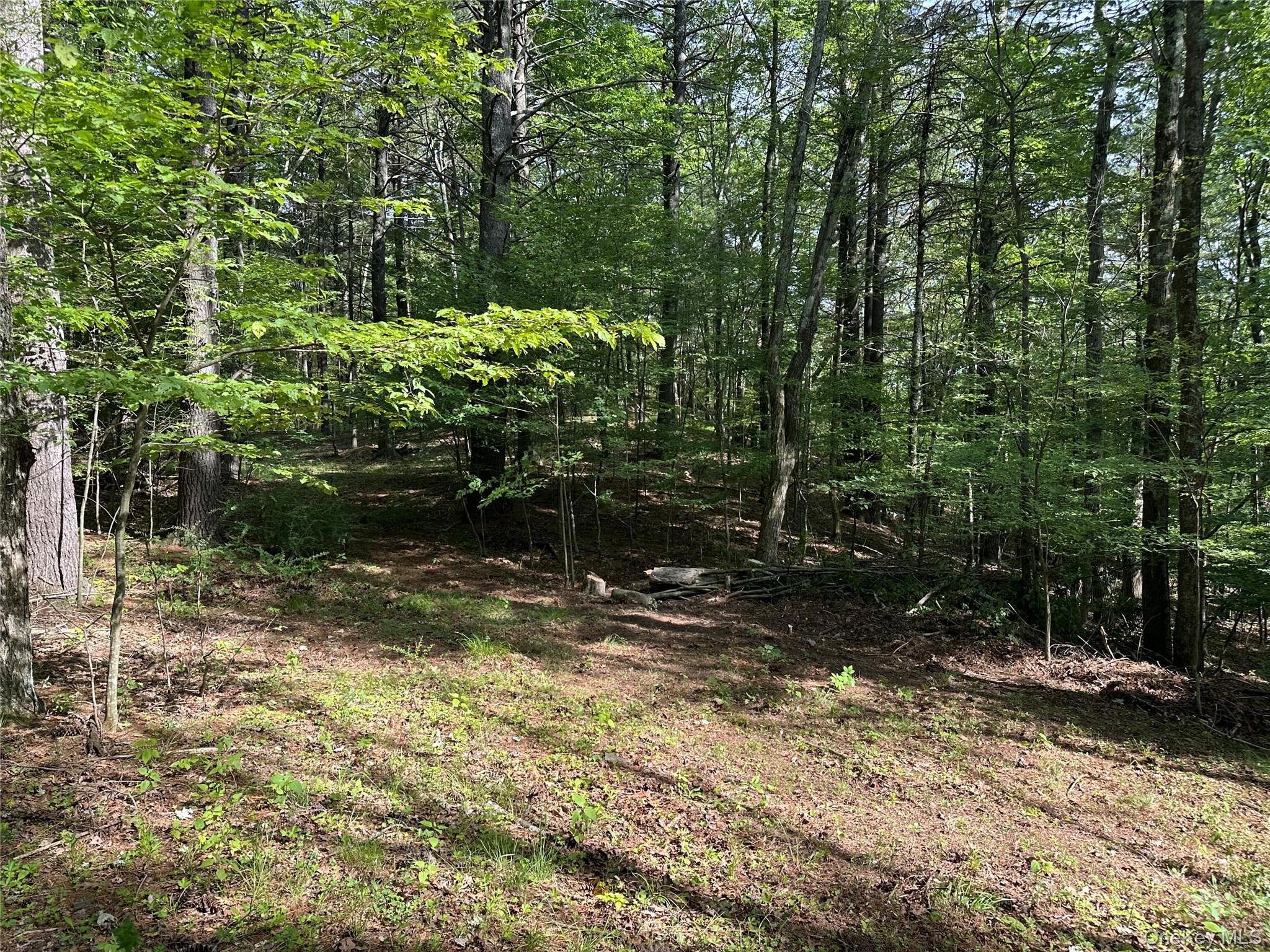 804 Hearts Content Road Cairo, NY 12473 - Photo 23 of 34 a view of a yard with plants and large trees