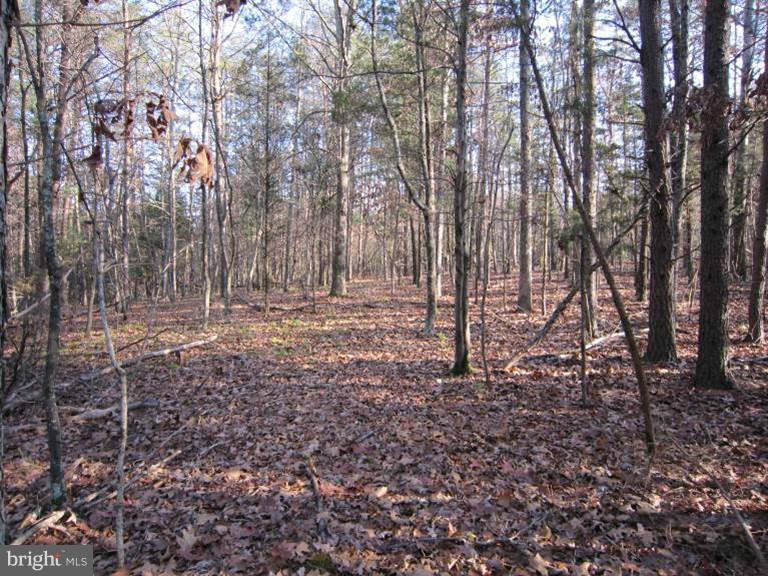 Oak Tree Fort Valley Fort Valley, VA 22652 - Photo 24 of 27 Exterior (General)