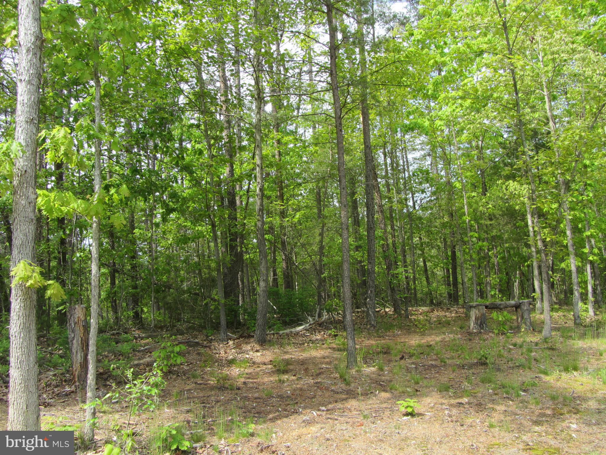 Oak Tree Fort Valley Fort Valley, VA 22652 - Photo 7 of 27 View