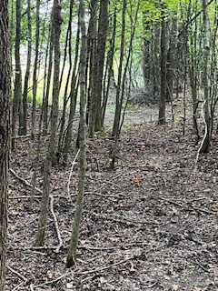 667 Maple Bend Road Winchester, TN 37398 - Photo 19 of 33 a view of a yard