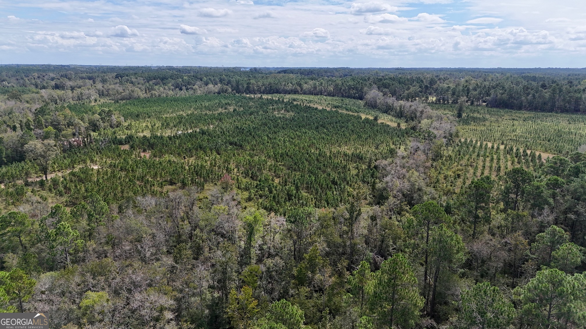 0 Ernest Carter Road Hazlehurst, GA 31539 - Photo 5 of 10 a view of a lush green forest with lots of trees