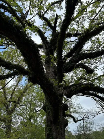 $420,000 | 1090 Roberts Road, Summit, MS 39666