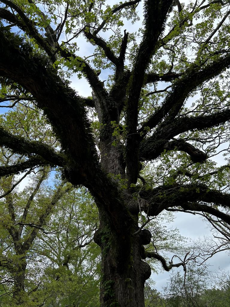 1090 Roberts Road Summit, MS 39666 - Photo 30 of 44 Photo 31