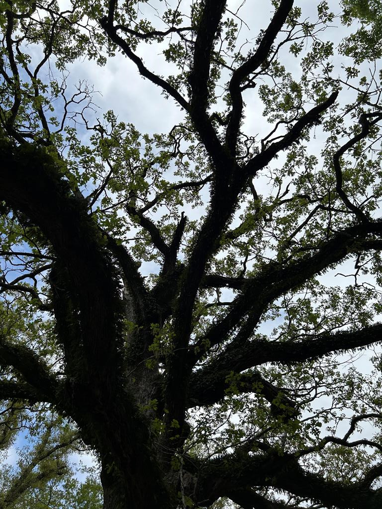 1090 Roberts Road Summit, MS 39666 - Photo 31 of 44 Photo 32