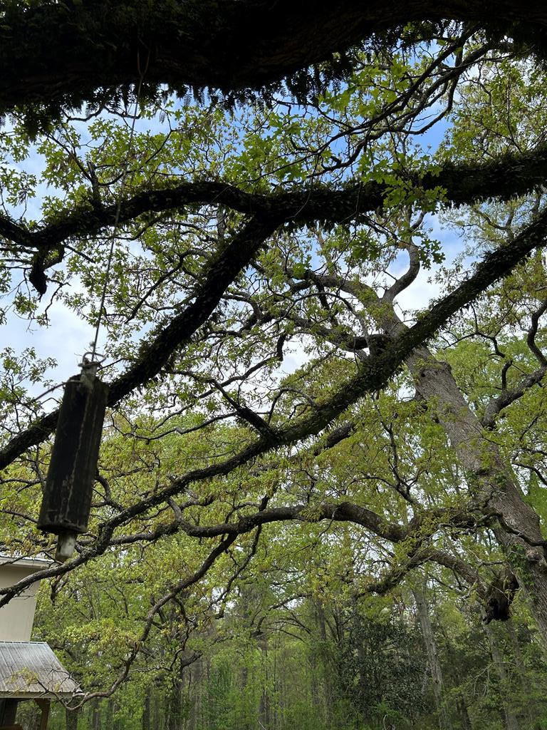 1090 Roberts Road Summit, MS 39666 - Photo 32 of 44 Photo 33