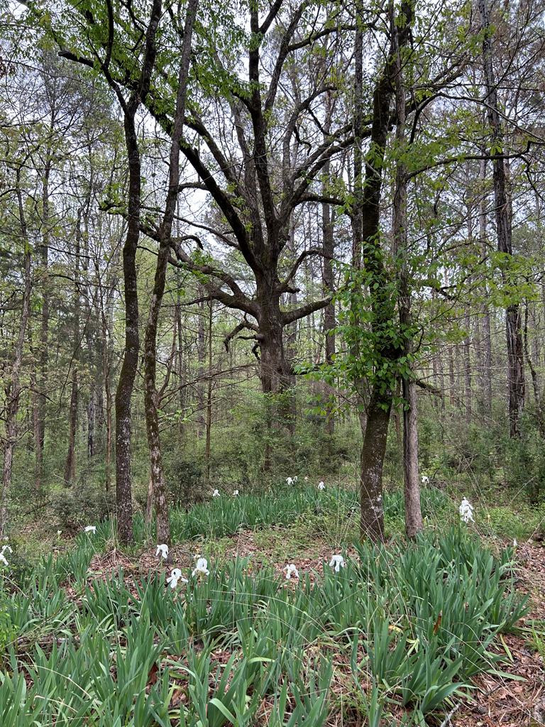 1090 Roberts Road Summit, MS 39666 - Photo 42 of 44 Photo 43