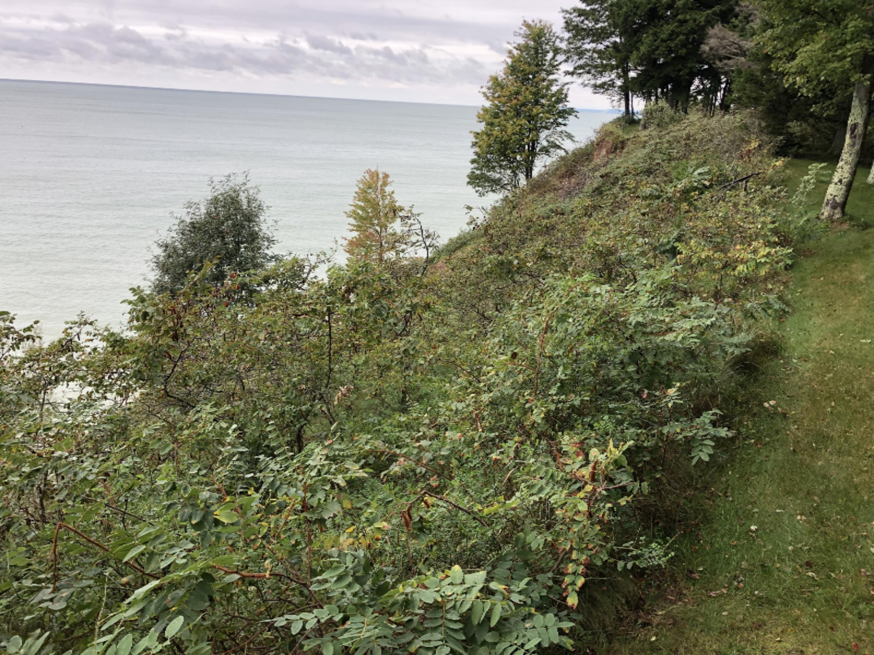 4410 Fox Farm Road Manistee, MI 49660 - Photo 7 of 56 Vegetation on bluff