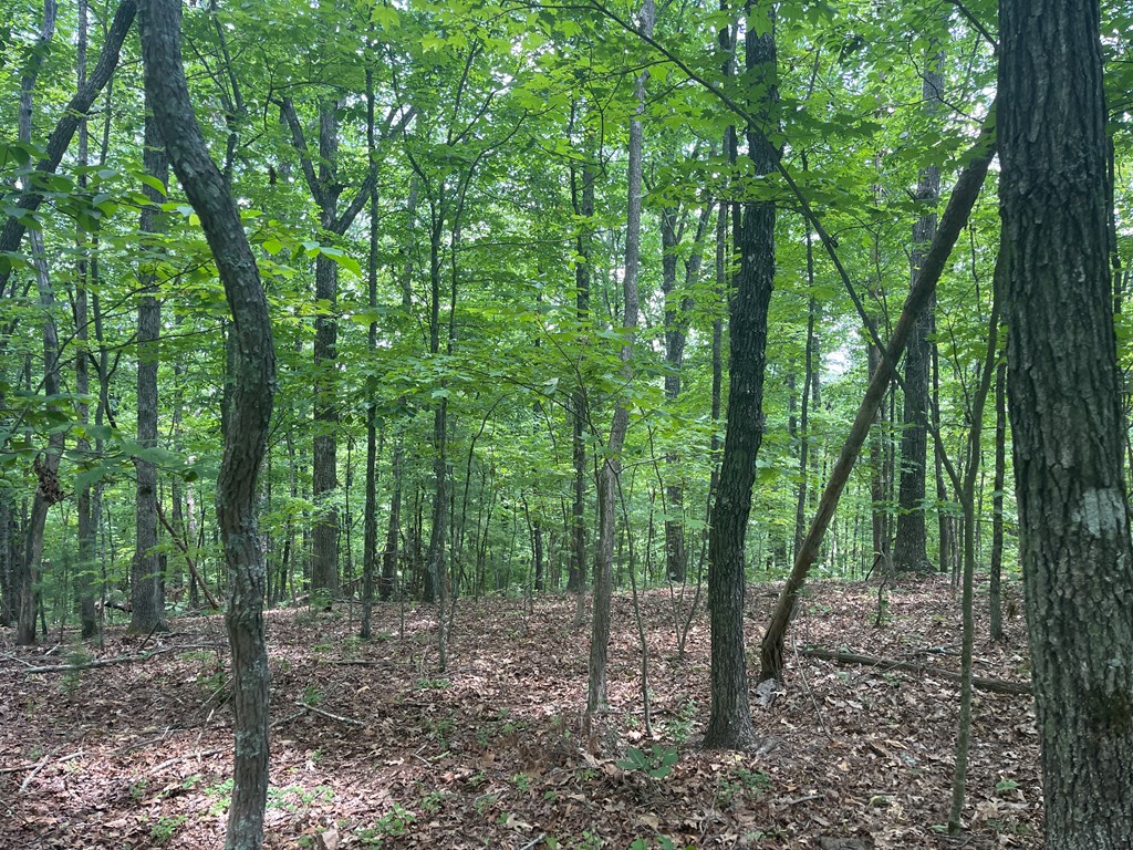 0 Berry Hl Road Murphy, NC 28906 - Photo 4 of 4