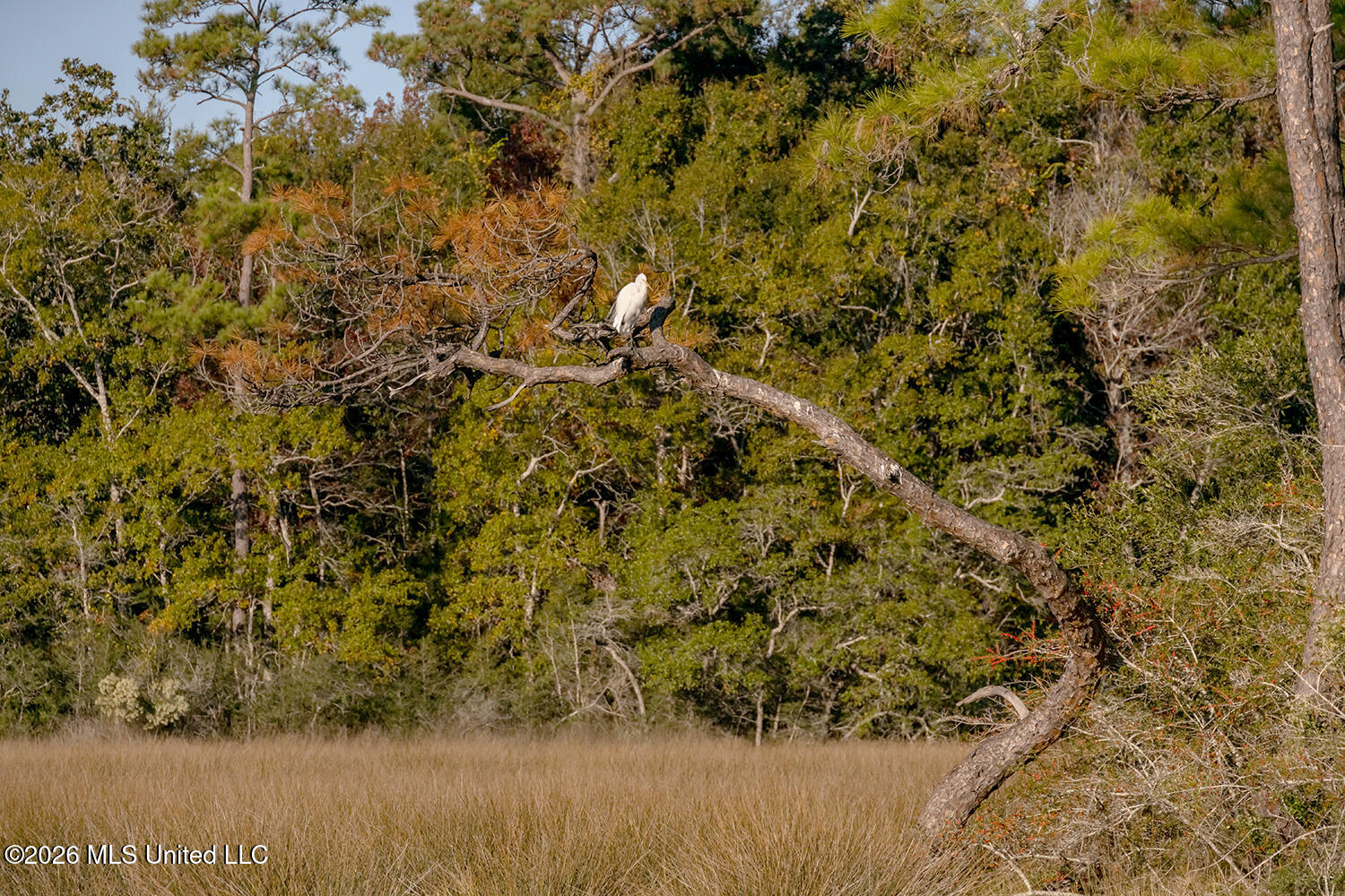 0 Eagle Point Road Ocean Springs, MS 39564 - Photo 39 of 48 5T6A2247