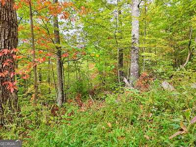Lot 23 Skyview Overlook Overlook, Unit OVERLOOK Hayesville, NC 28904 - Photo 5 of 10 a view of a garden