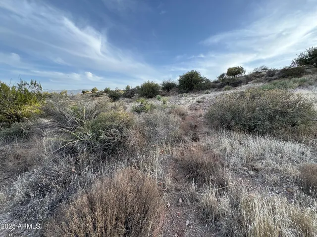 a view of a bunch of trees in a field