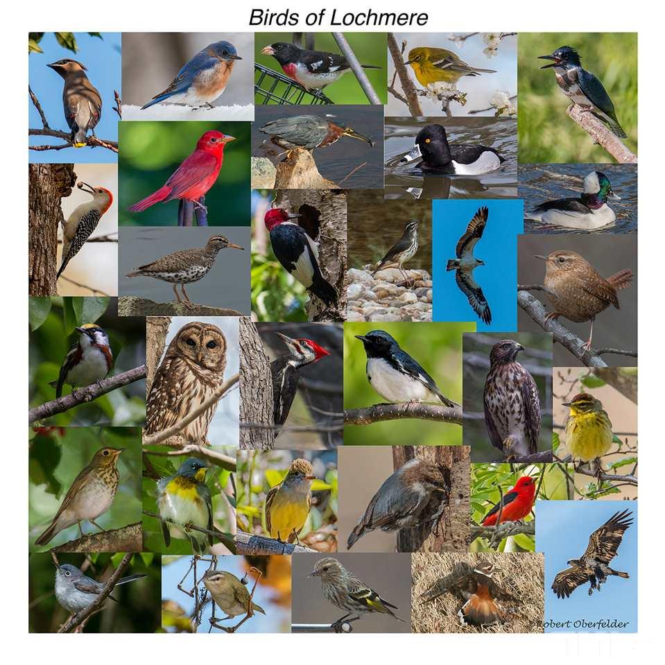 104 Beech Slope Way Cary, NC 27518 - Photo 30 of 30