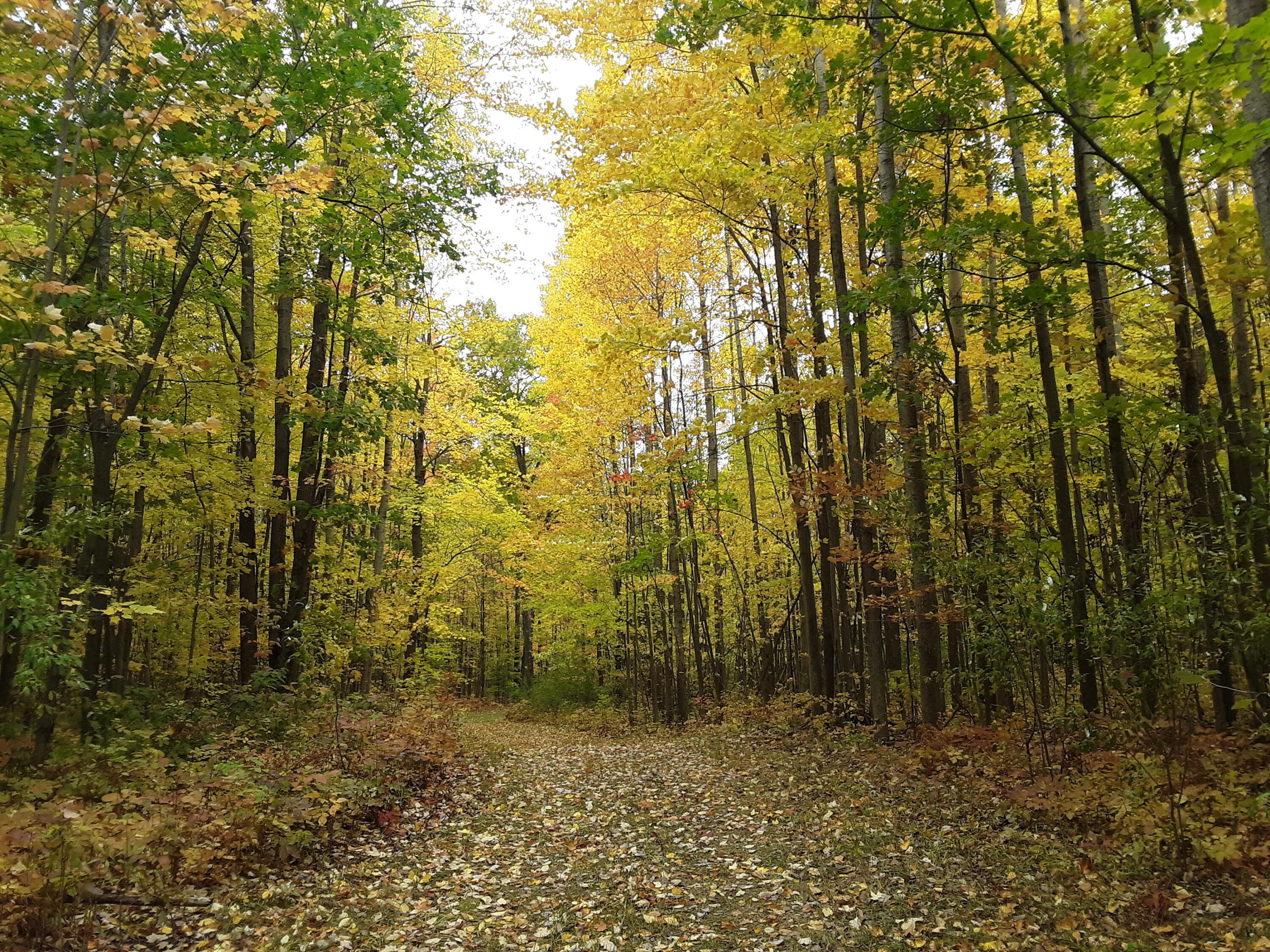 West Scott Road Ossineke, MI 49766 - Photo 7 of 15 Gallery Image 7
