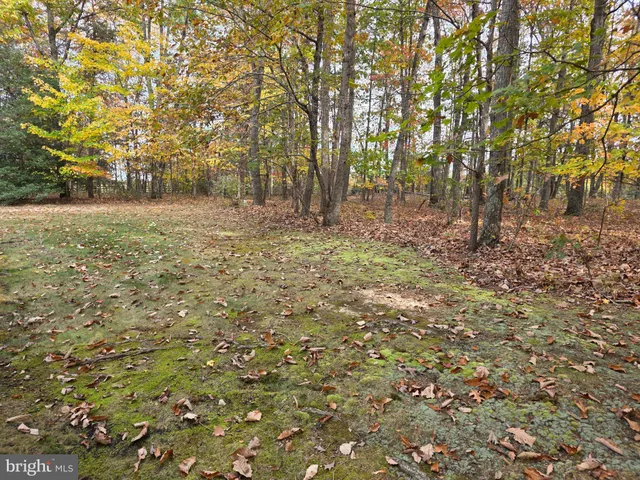 a view of yard with trees
