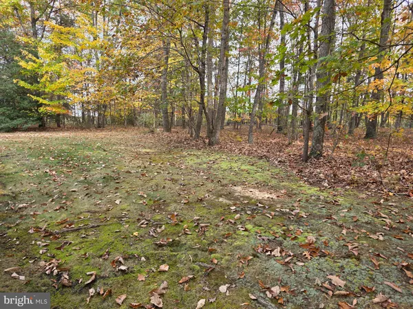 a view of yard with trees