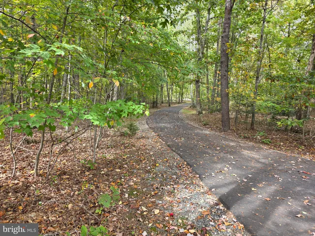 a view of a yard with plants and large trees