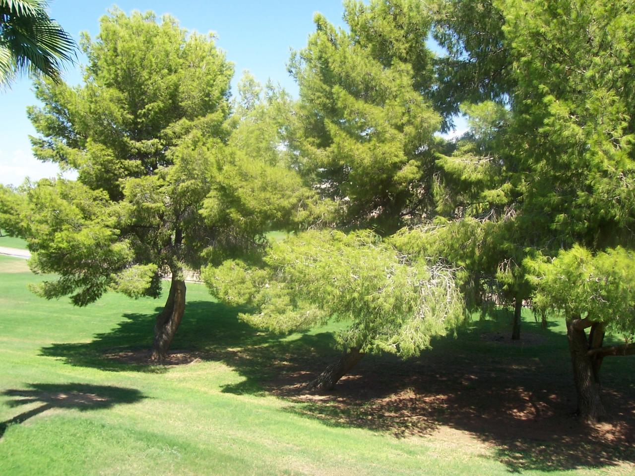 4050 East Cactus Road, Unit 217 Phoenix, AZ 85032 - Photo 6 of 6 Greenbelt view from living & bedroom