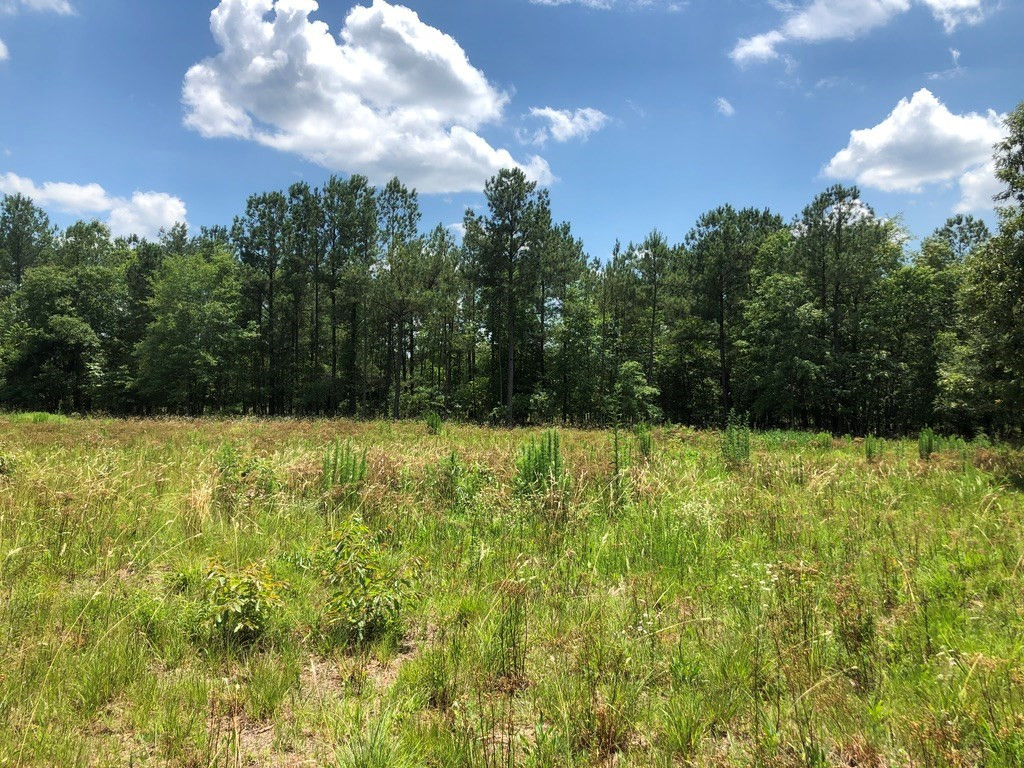 6.33-acres Implement Road Aiken, SC 29803 - Photo 3 of 18