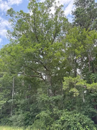 a view of a lush green forest
