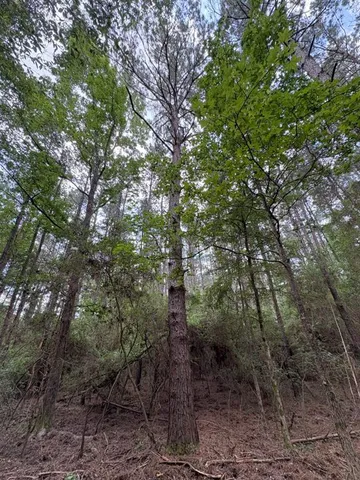 a view of a forest with trees