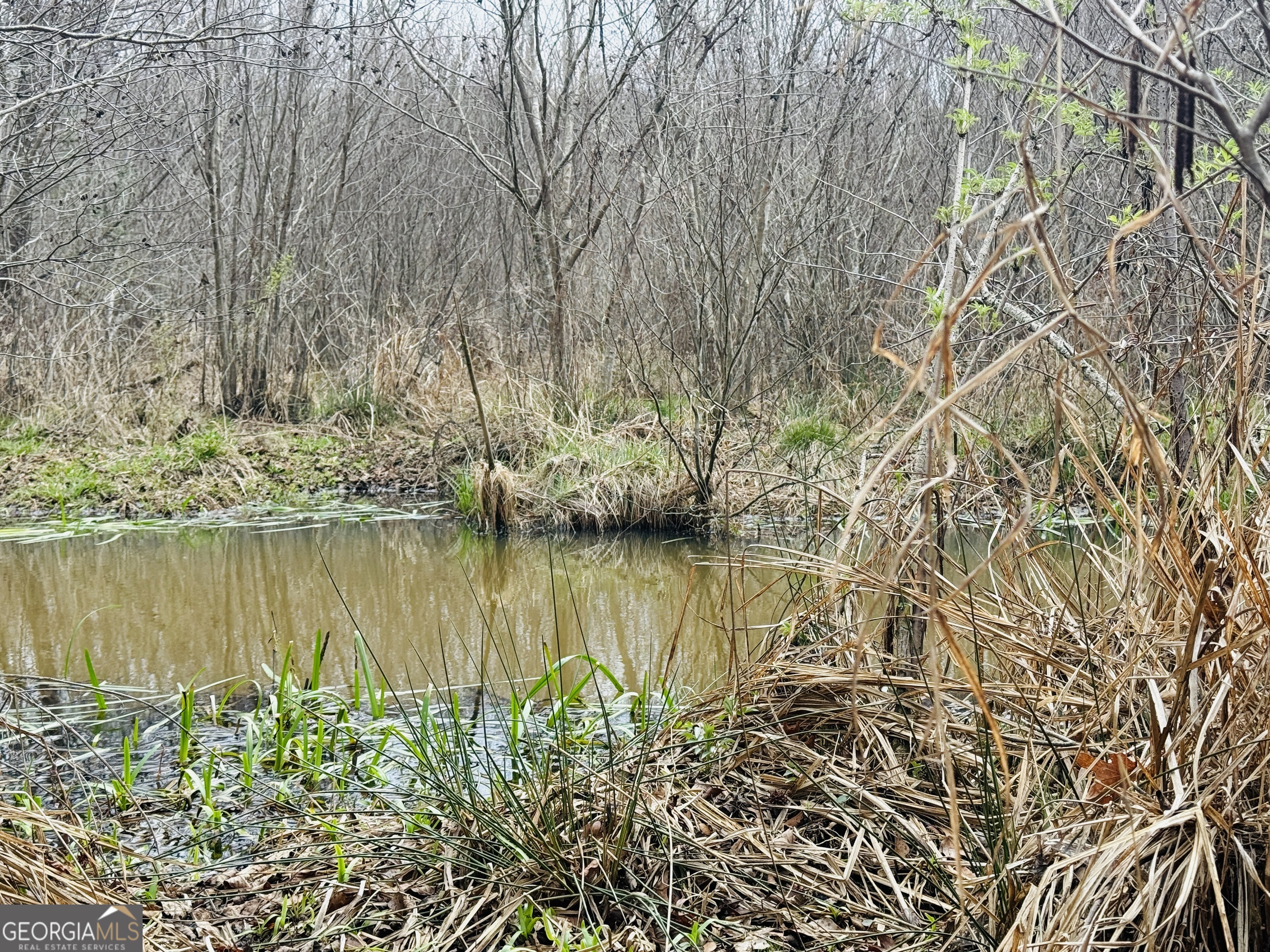 49-acres Jordon Road Waverly Hall, GA 31831 - Photo 11 of 33