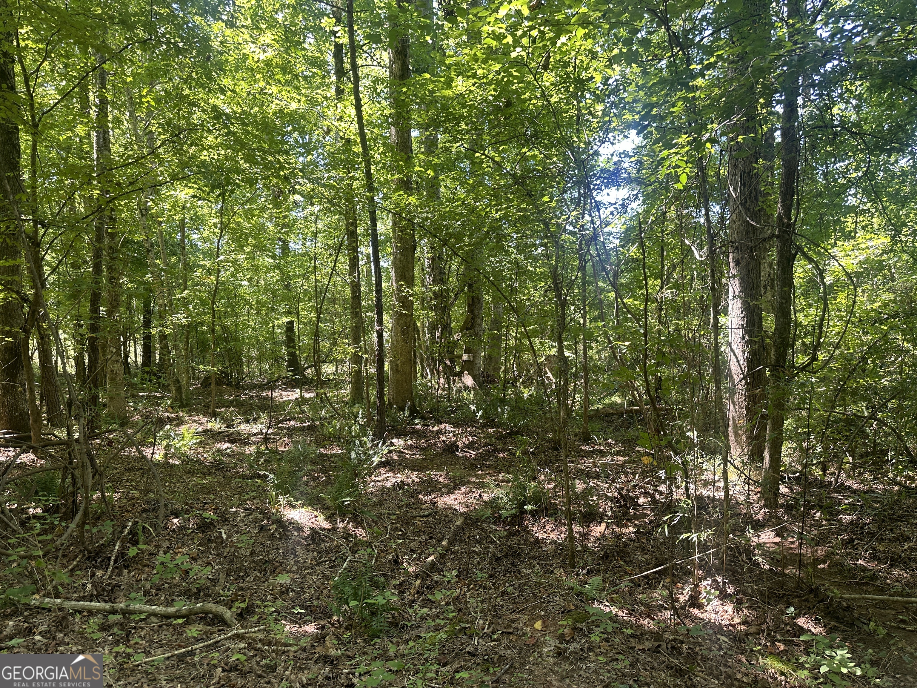 49-acres Jordon Road Waverly Hall, GA 31831 - Photo 18 of 33 a view of a lush green forest