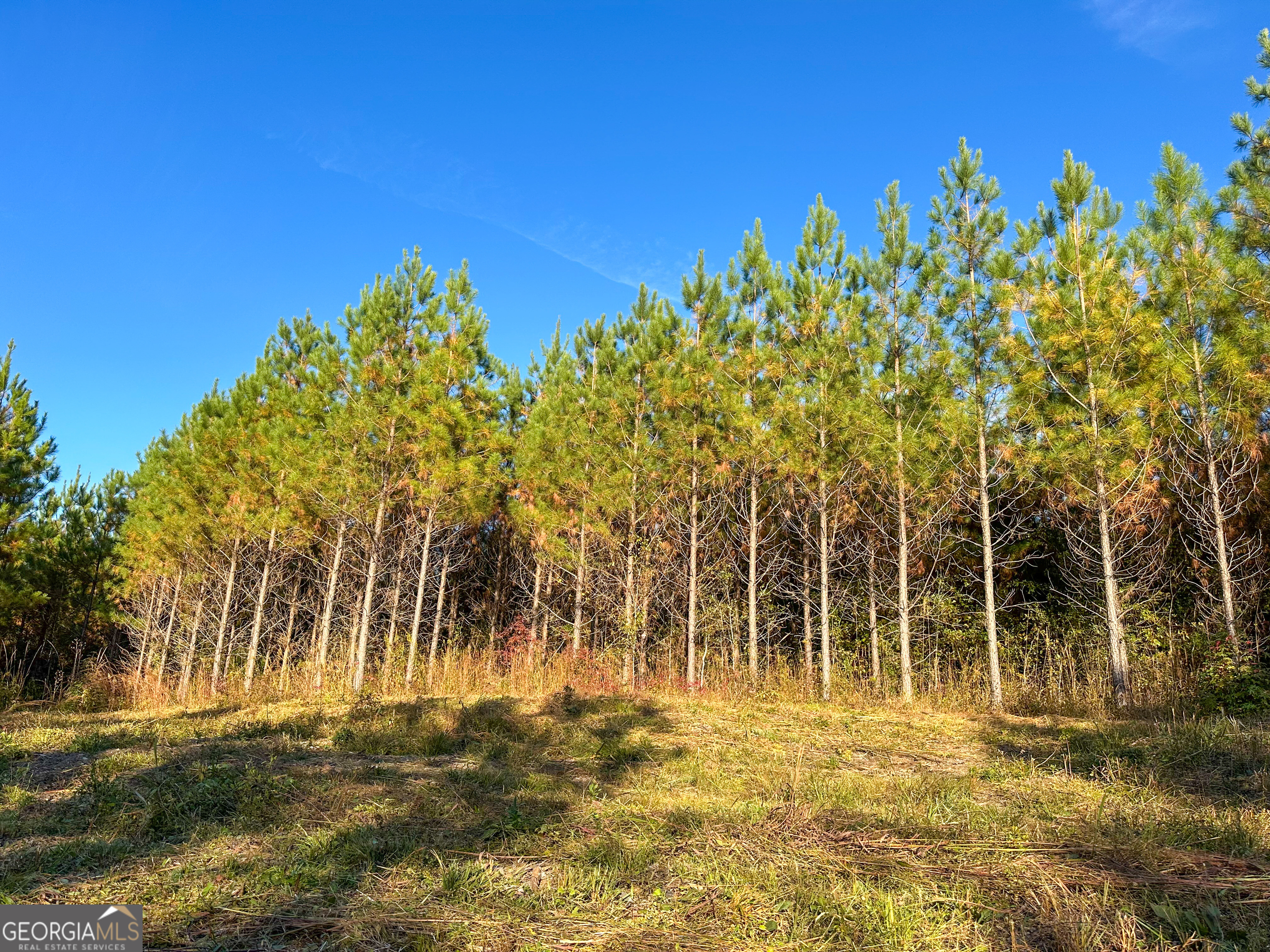 49-acres Jordon Road Waverly Hall, GA 31831 - Photo 2 of 33 a view of a yard with an trees