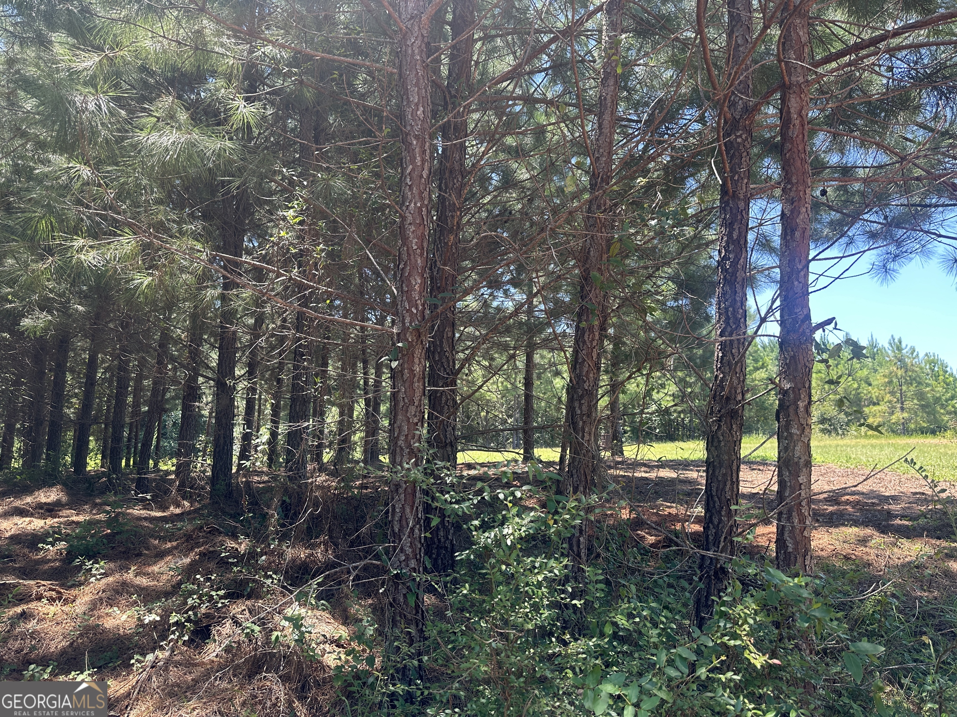 49-acres Jordon Road Waverly Hall, GA 31831 - Photo 23 of 33 a view of outdoor space and garden