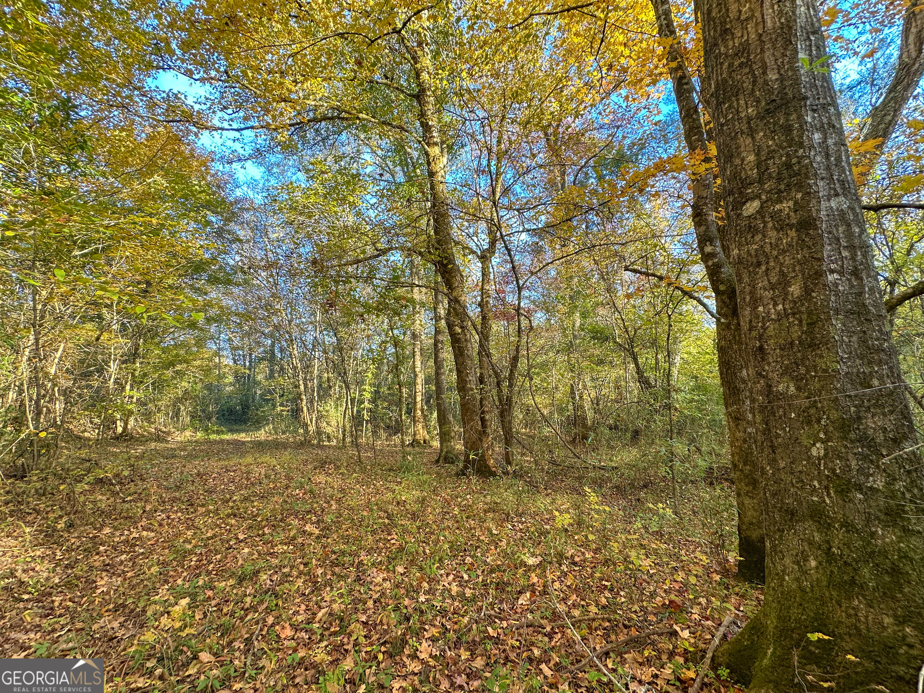 49-acres Jordon Road Waverly Hall, GA 31831 - Photo 4 of 33 a view of outdoor space with deck and tree