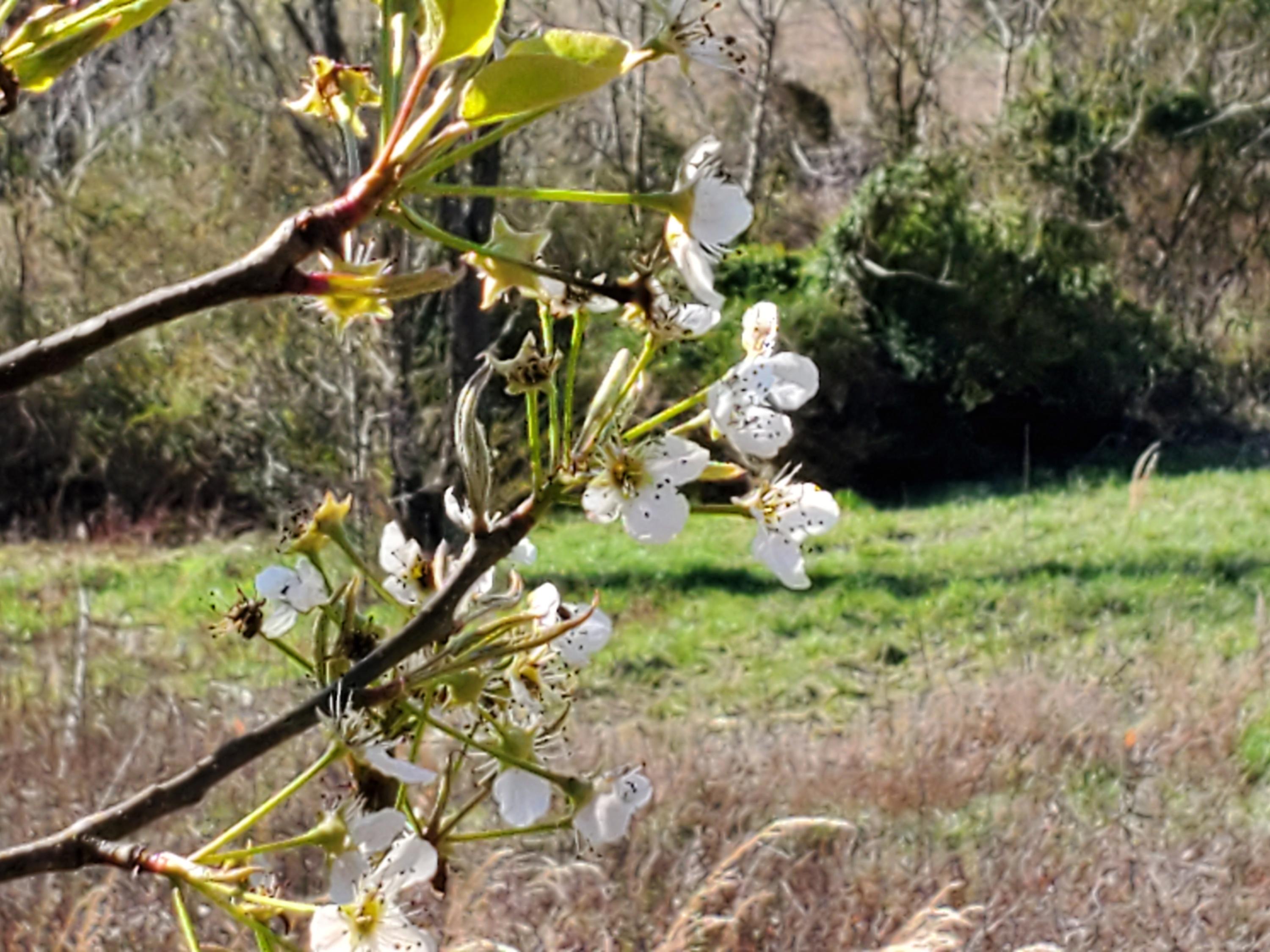 2933 Montvale Road Maryville, TN 37803 - Photo 13 of 28 Flowering trees
