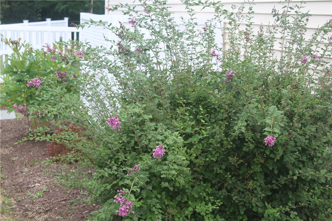 95 Roland Robinson Way North Kingstown, RI 02852 - Photo 18 of 19 Side yard
