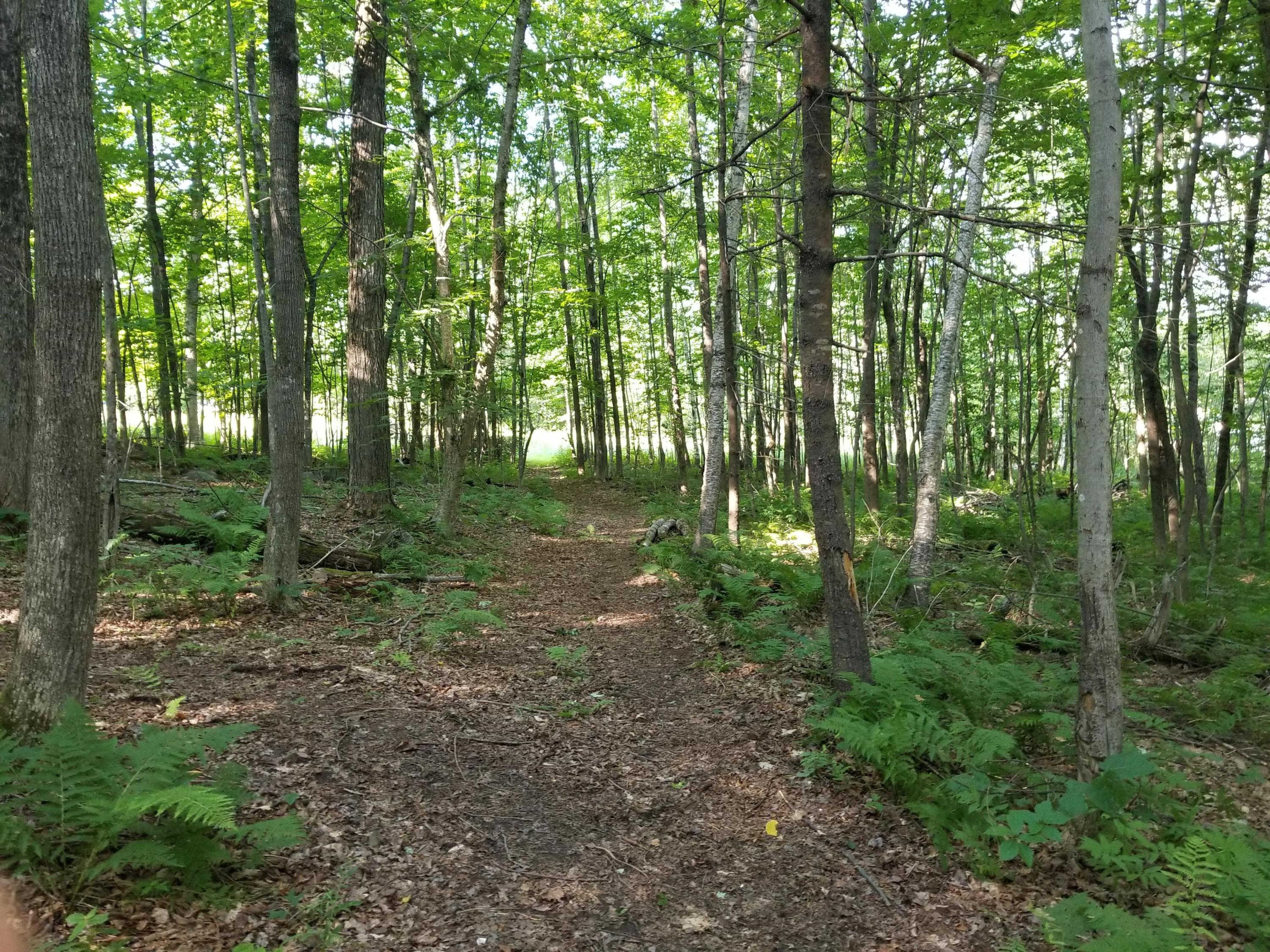 204 Nickerson Hill Road Readfield, ME 04355 - Photo 45 of 46 Woods 2