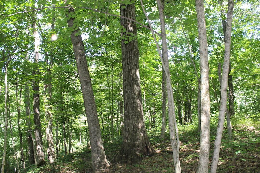 0 Mt Union Road Rutland, OH 45775 - Photo 16 of 48