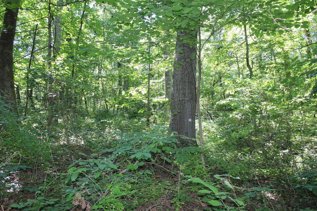 0 Mt Union Road Rutland, OH 45775 - Photo 20 of 48