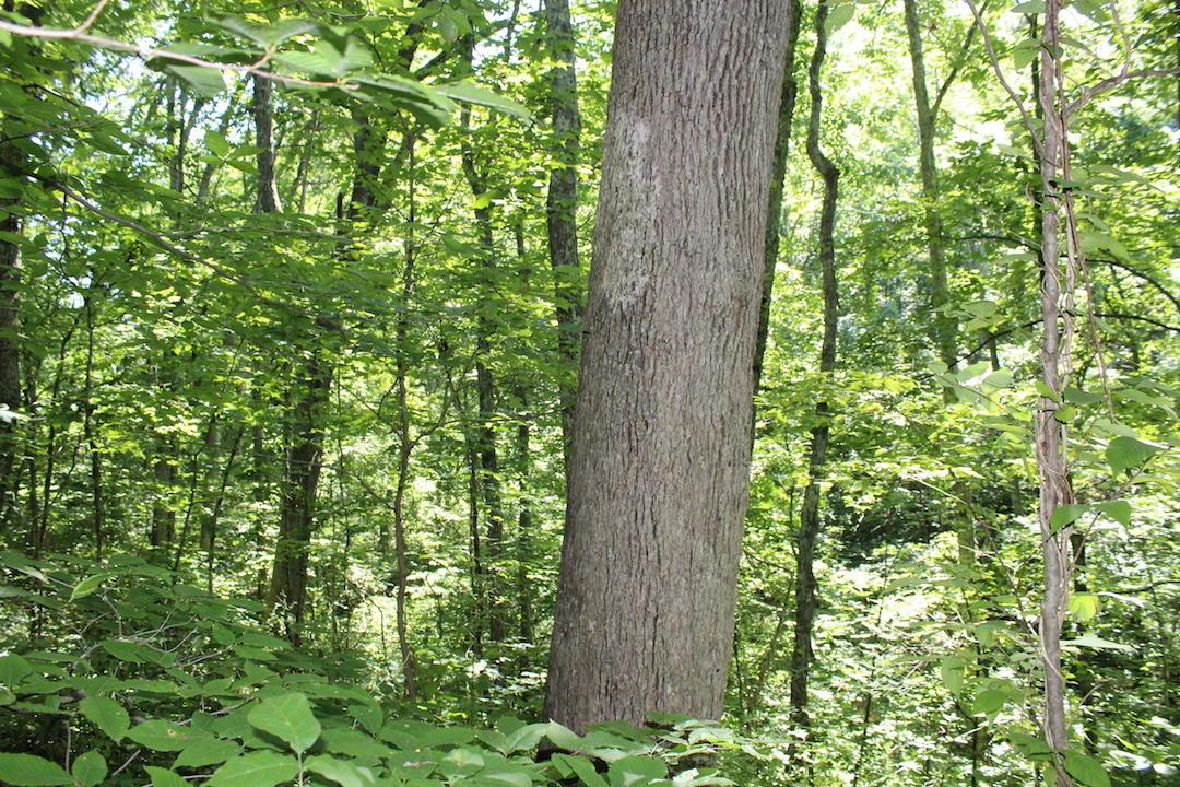0 Mt Union Road Rutland, OH 45775 - Photo 2 of 48